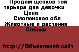 Продам щенков той-терьера две девочки 3500 › Цена ­ 3 500 - Смоленская обл. Животные и растения » Собаки   